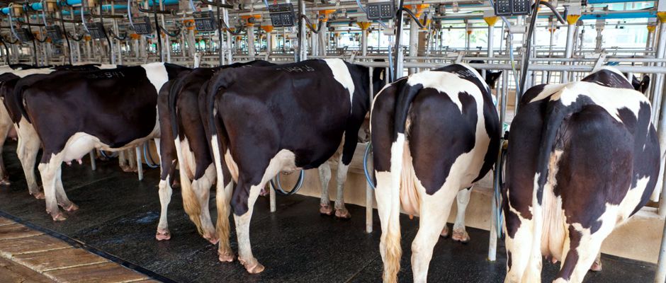 Dairy Farm Worker Jobs Canada