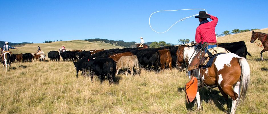 Ranch Farm Worker Jobs Canada